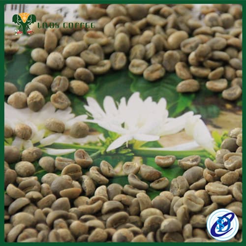 Grade AA Arabica green coffee beans